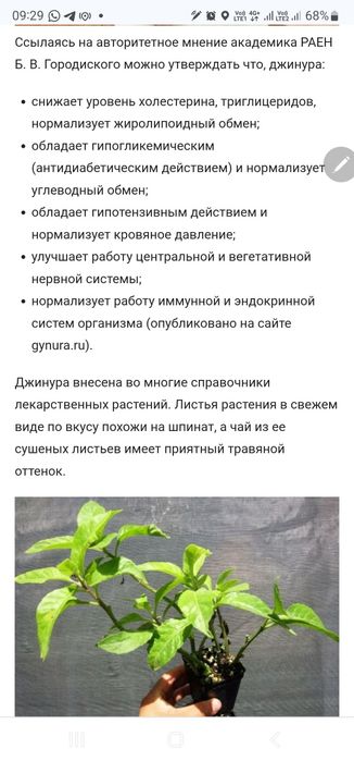 Лечебное растение Джинура