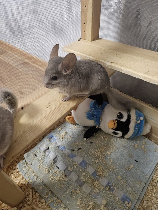 Шиншилла с клеткой !