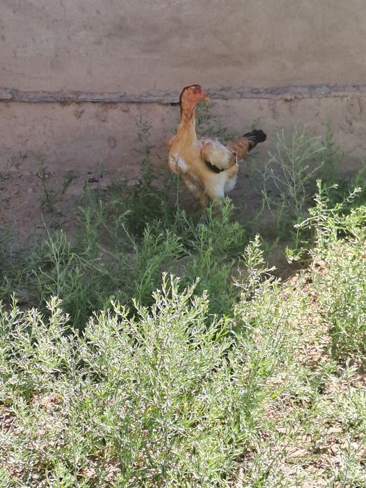 Продам кур, бойцовые