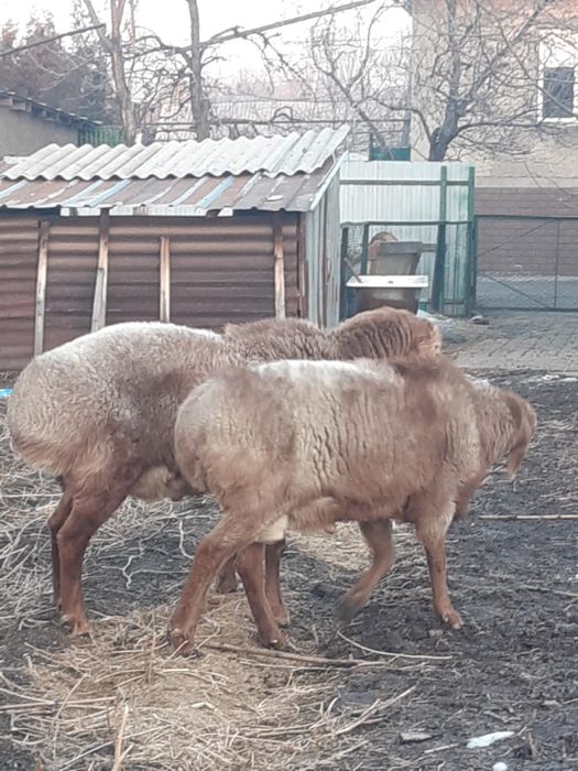 Бараны Арашан Гиссар смесь (самец)