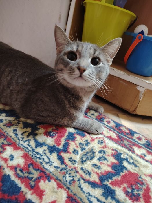 Кошку в добрые руки