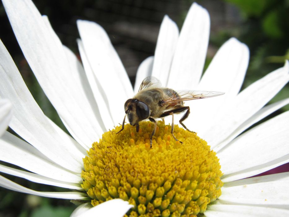 Canon Powershot SX 520HS