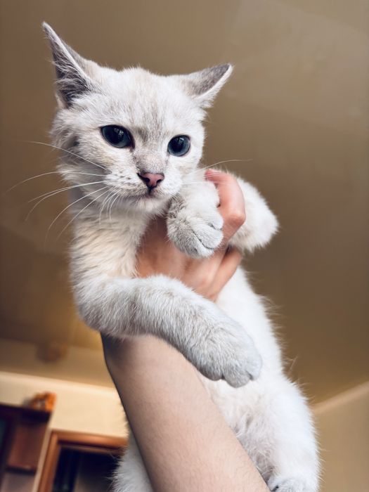 Котёнок окраска линкс-пойнт