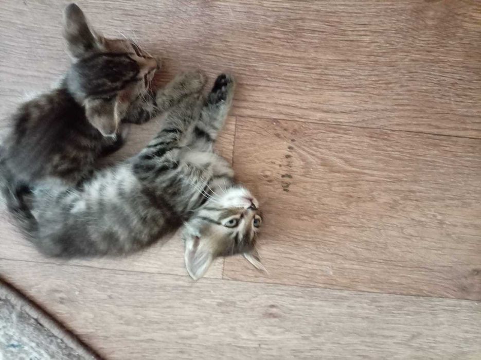 Отдам бесплатно котята