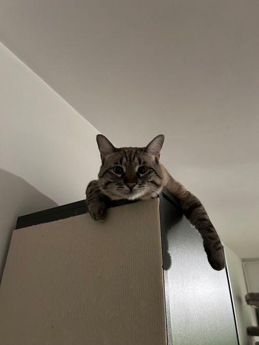 Petsitter, îngrijire ocazională la 2 pisicuțe. 40 lei pe ora.