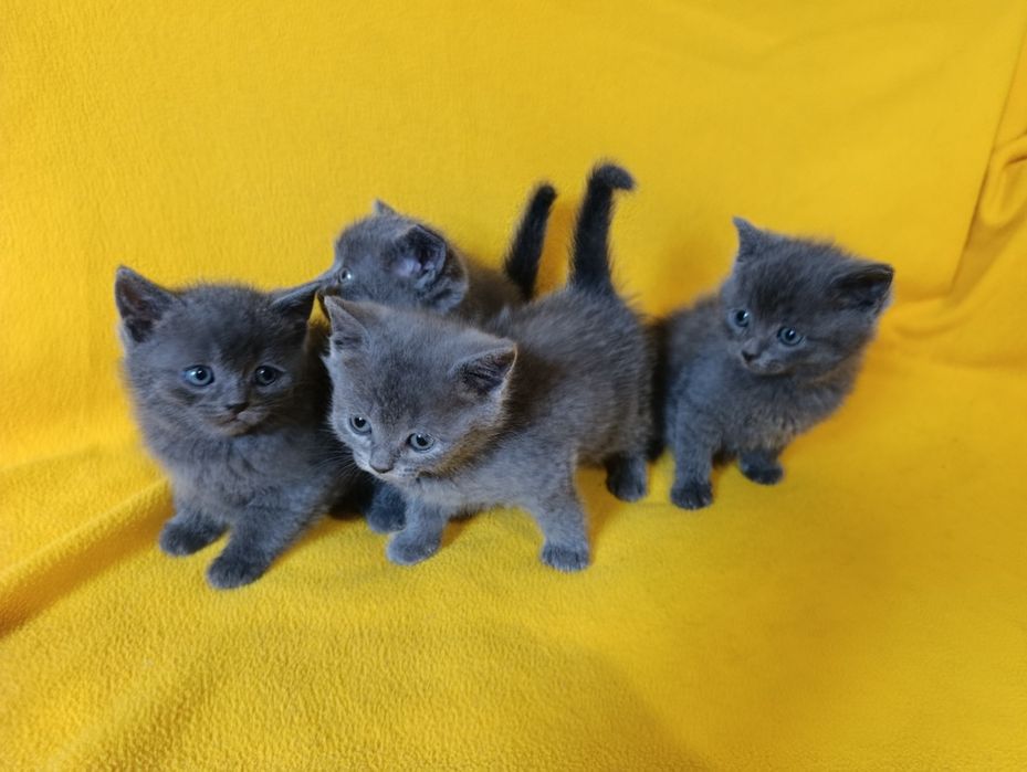 Котета - порода Руска синя котка !