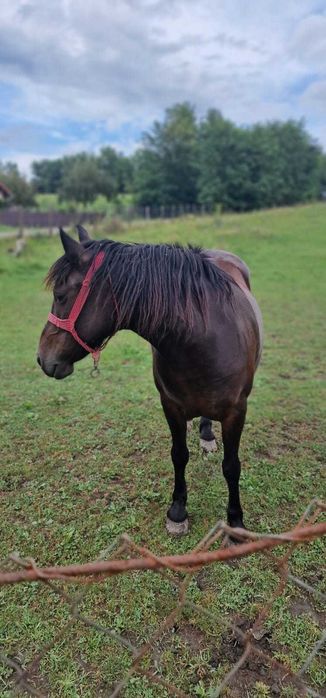 Iapa tanara și mânz de 4luni