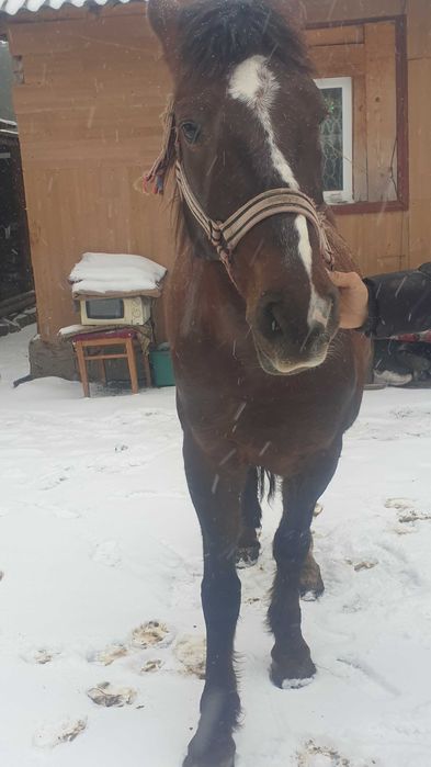 Cal castrat de vnzare