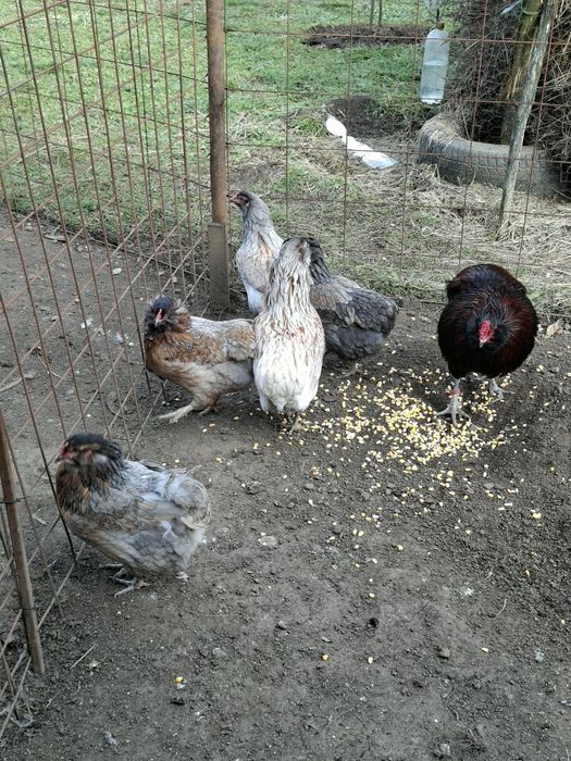 Găini și cocoși  Araucana