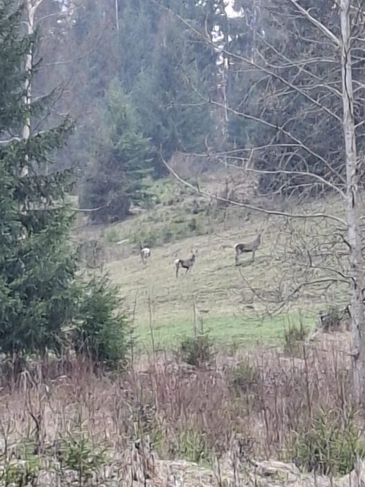 Teren la munte, Bucovina