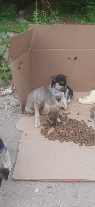 Щенята в добрые руки