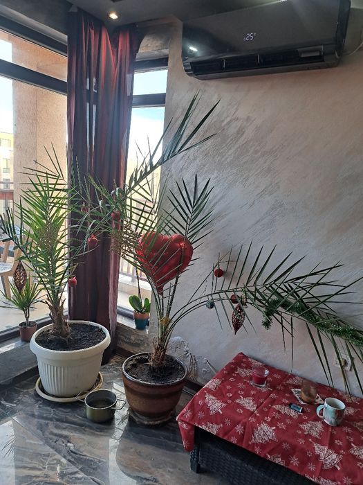 Бенджамин .Финикова палма Юка