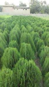 Archa va dekorativ daraxtlar