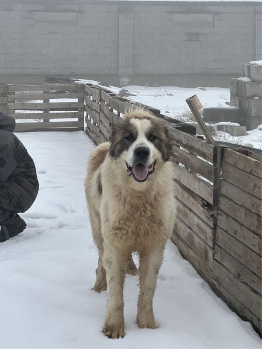 Продается молодой кобель супертяж