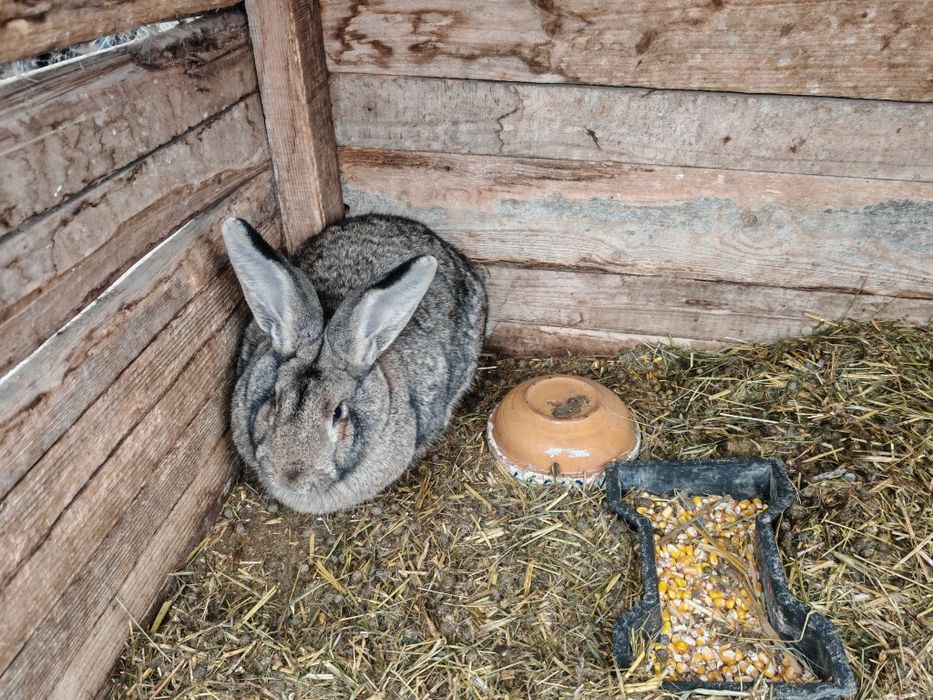 Iepuri de casa de dat