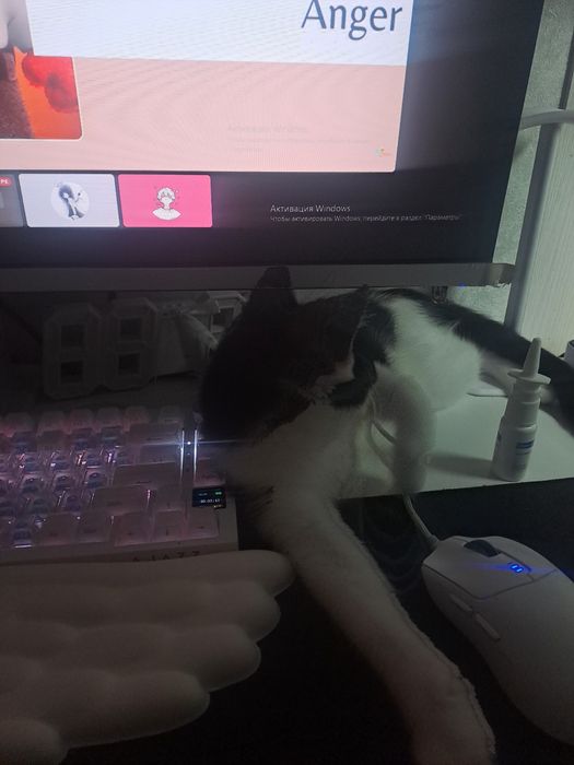 Пропажа котенка