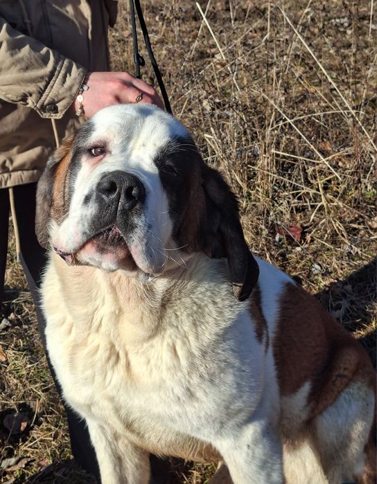 Femela de Saint Bernard cu Pedigree