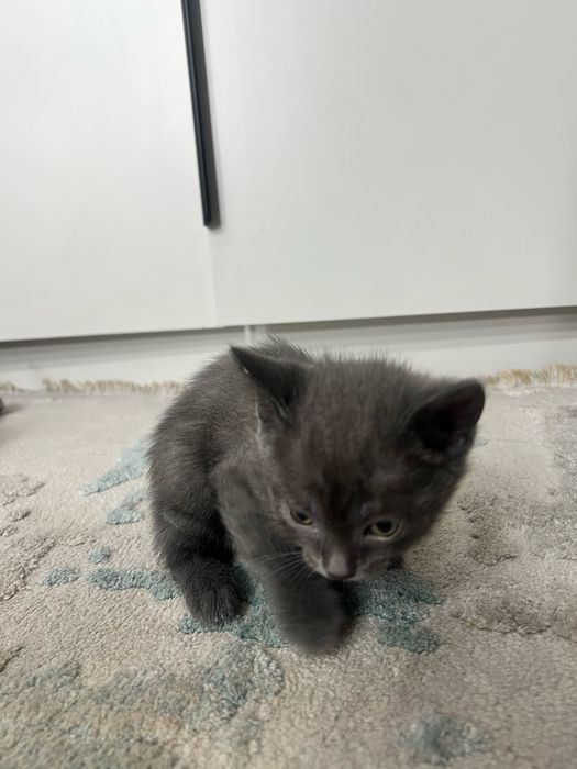 Отдам в хорошие руки