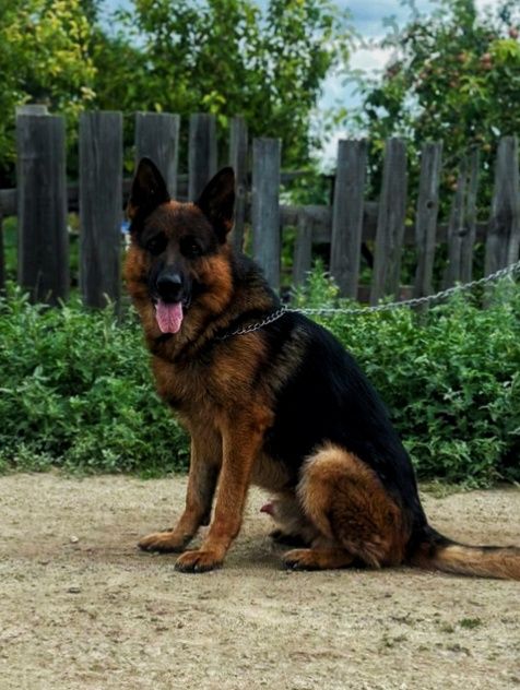 Немецка овчарка щенки