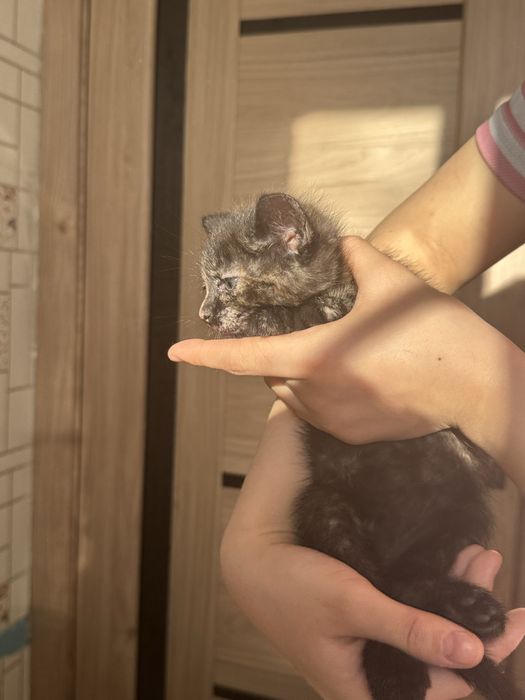 Отдам котёнка бесплатно