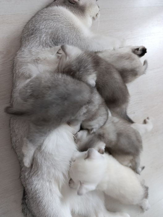 Продается Шотланкие Шиншиллы