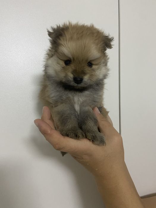 Щенки померанского шпица