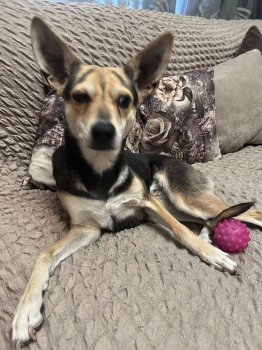 Отадим кошку остались без хозяйки