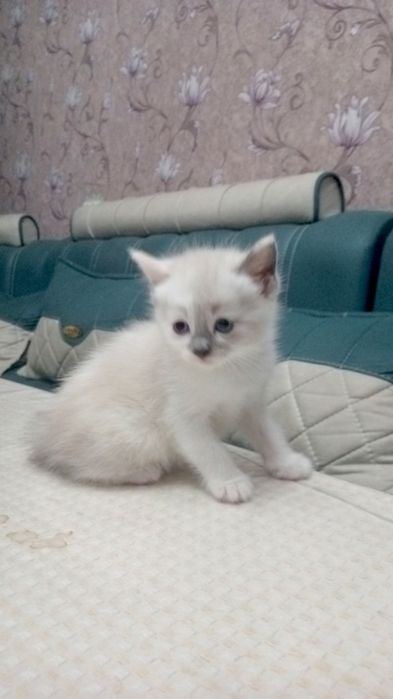Котята продаются Скоттиш Страйт