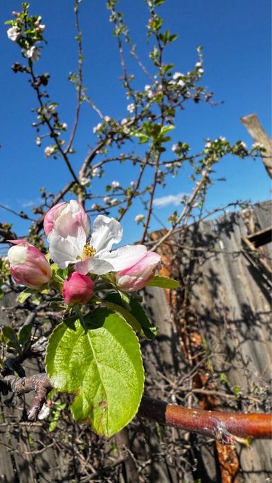 Продам Место дЛя отдыха ДАЧУ