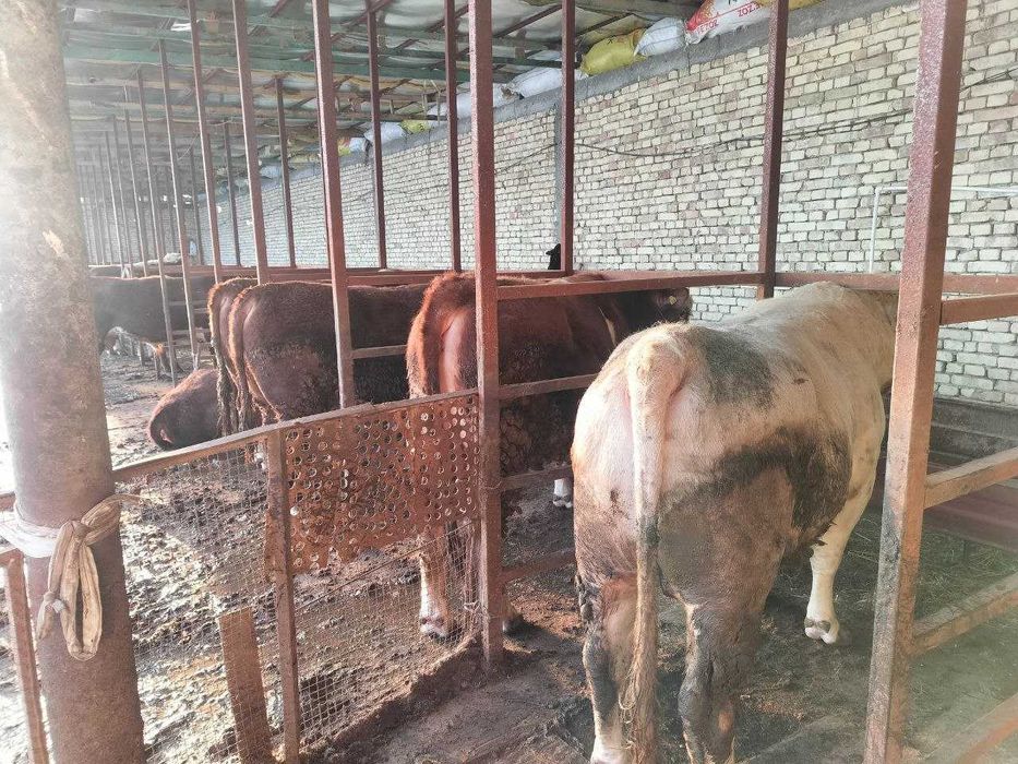 Qoramol, so'yiladigan ho'kizlar