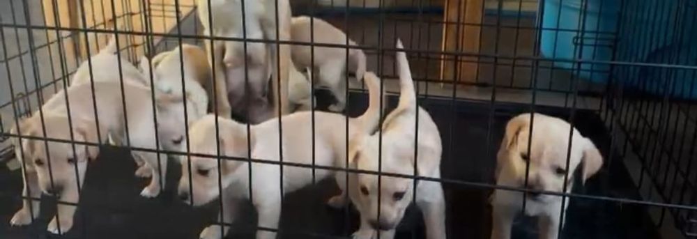 Продам щенят лабрадора девочек