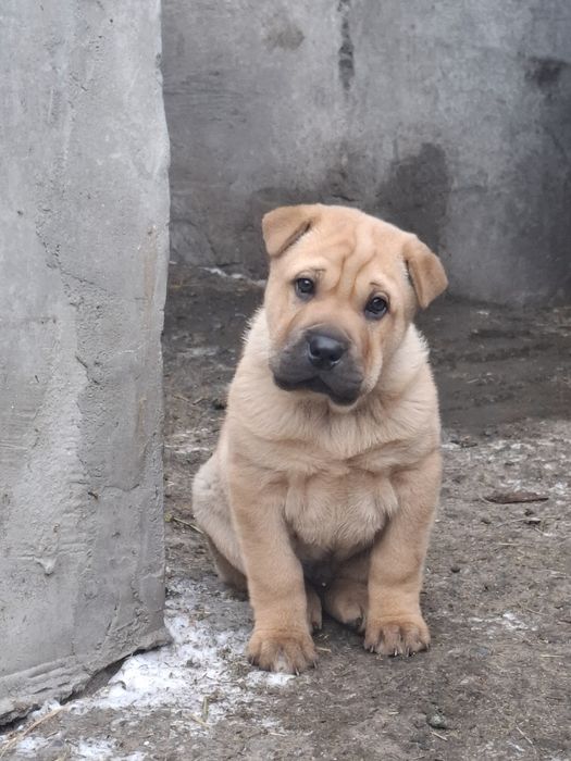 Продам щенка породы Шарпей.
