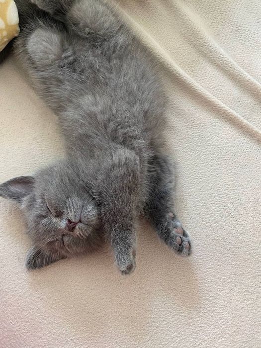 Сотилади(продается) Скотиш Фолд