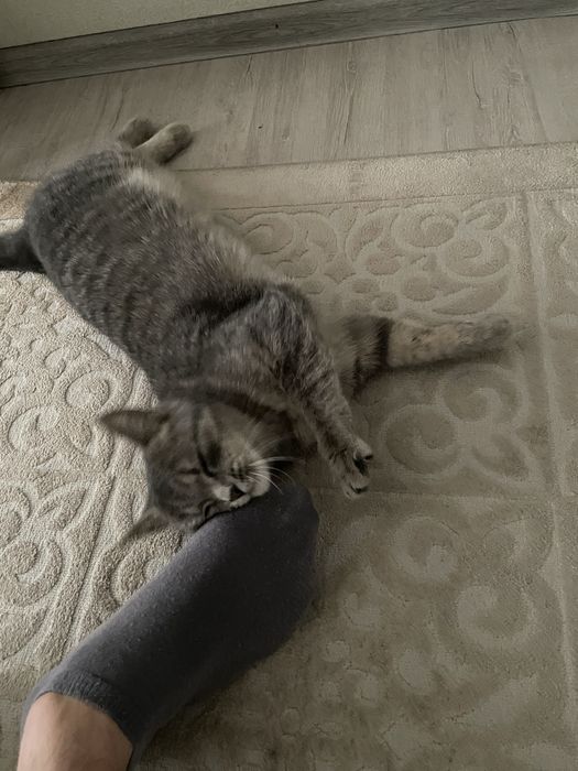 Кошка табби, девочка