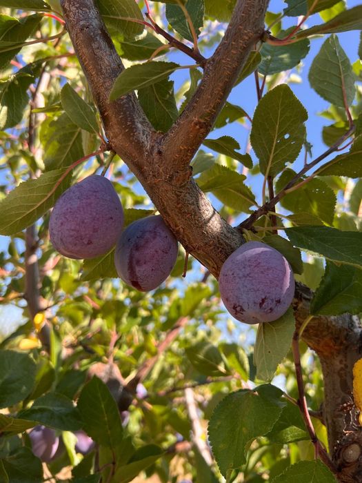 Prune de tuica  darjan