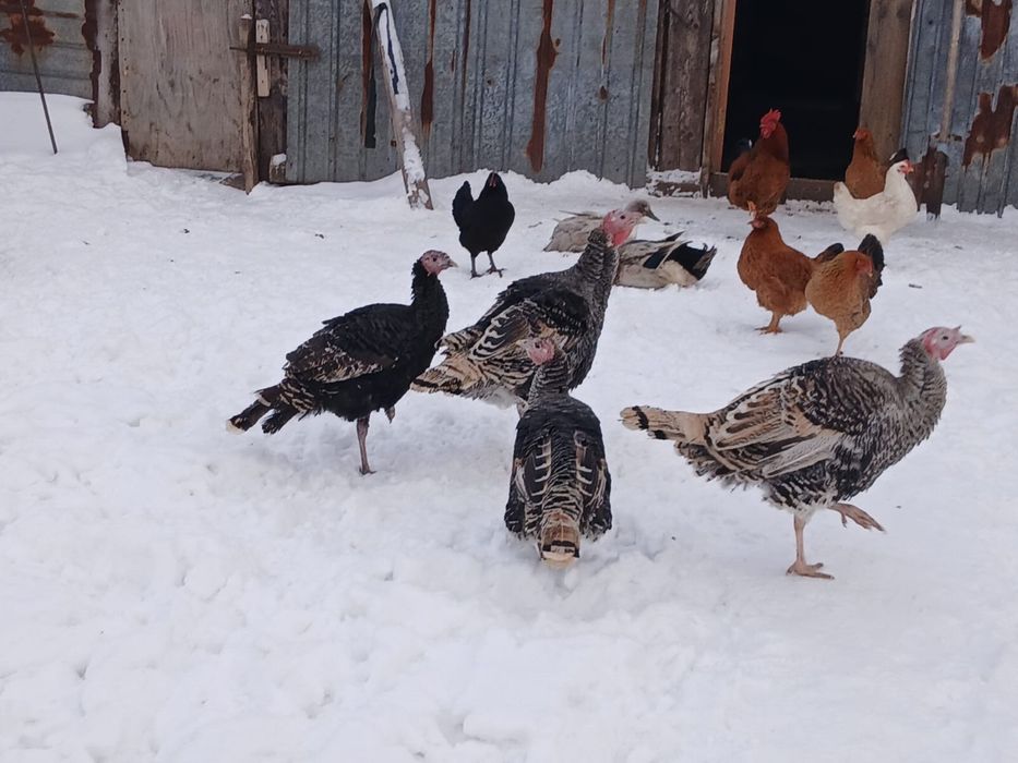 Продам Индюков.