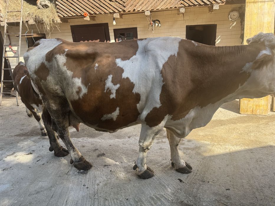 Vand vaca baltata