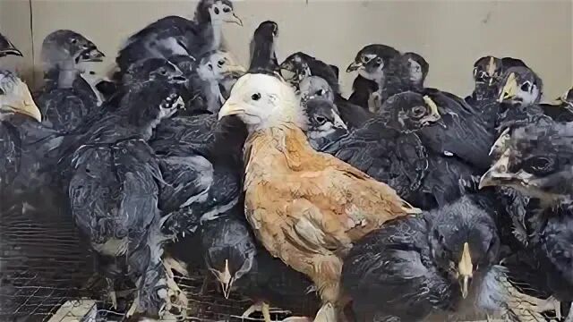 Jo’jalar sotiladi жўжалар сотилади