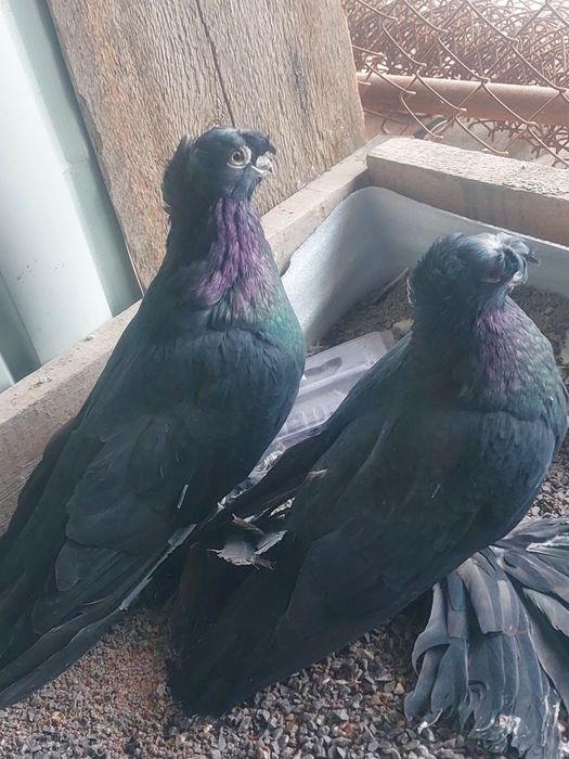 Жуки двухчубые старапородные