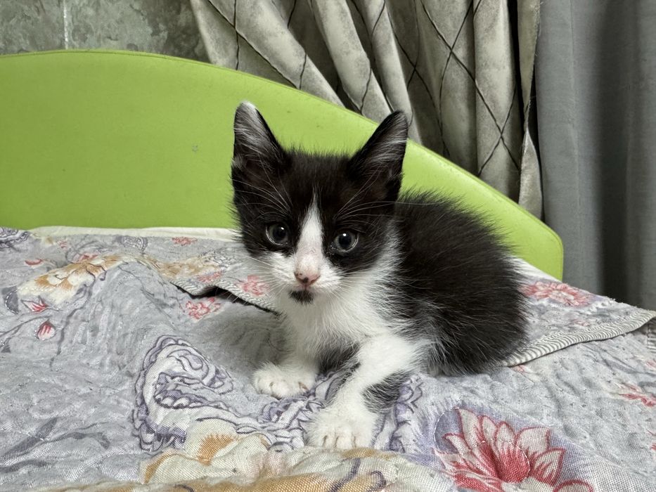 Отдам котят в хорошие руки