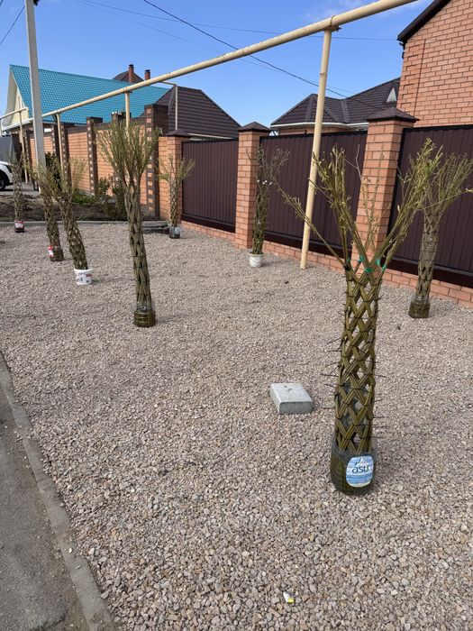 Плетенная Ива декор для сада