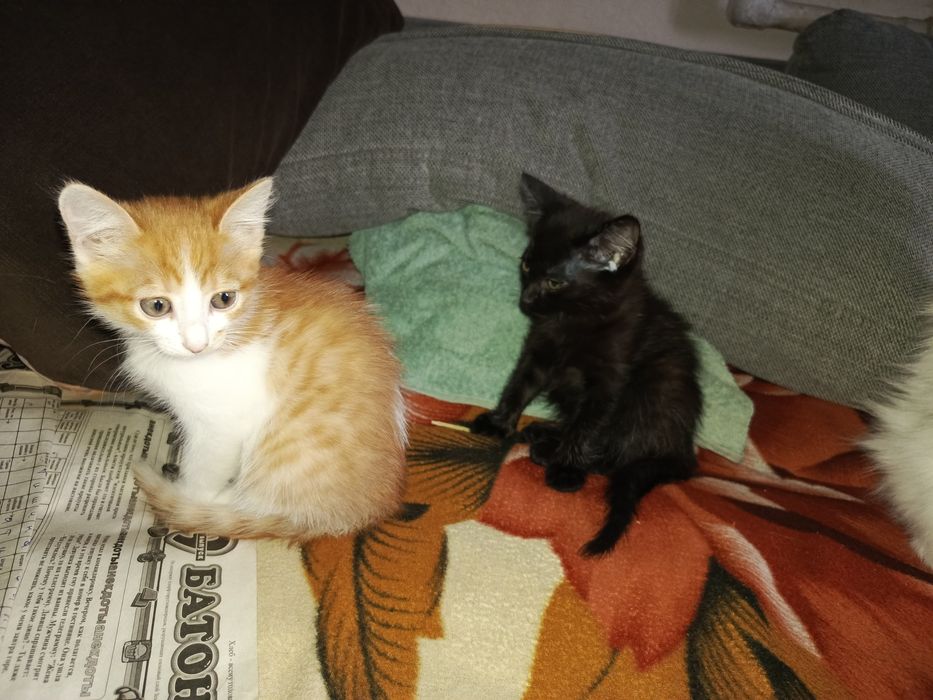 Два красавчика ищут себе маму