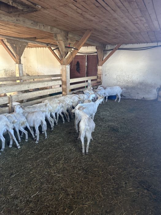Vind capre de lapte saanen si alpine