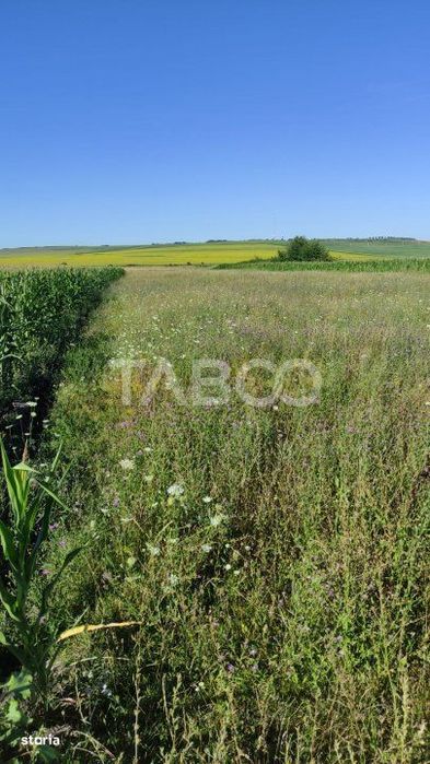 Teren extravilan de vanzare 25920 mp in Sura Mica Sibiu