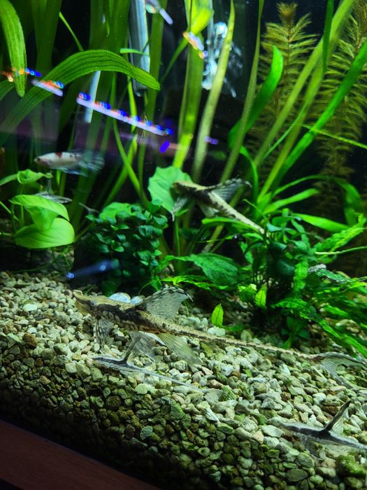 Vând peștii de acvariu