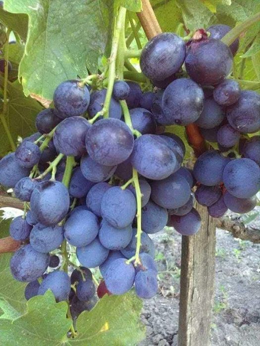 Butasi de vită de vie de anul 2 și de anul 3