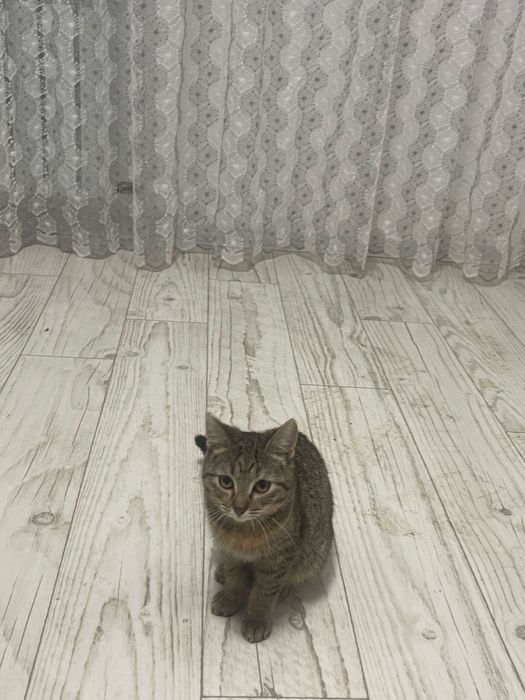 Котенок в добрые руки