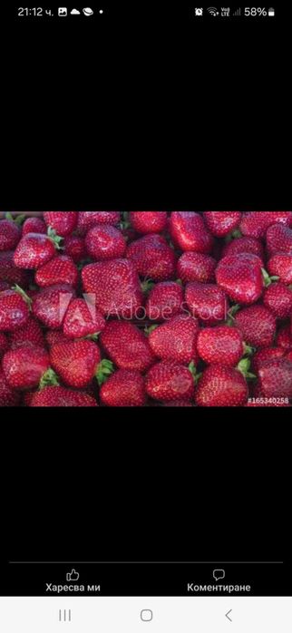 Продавам разсад ягоди и малини