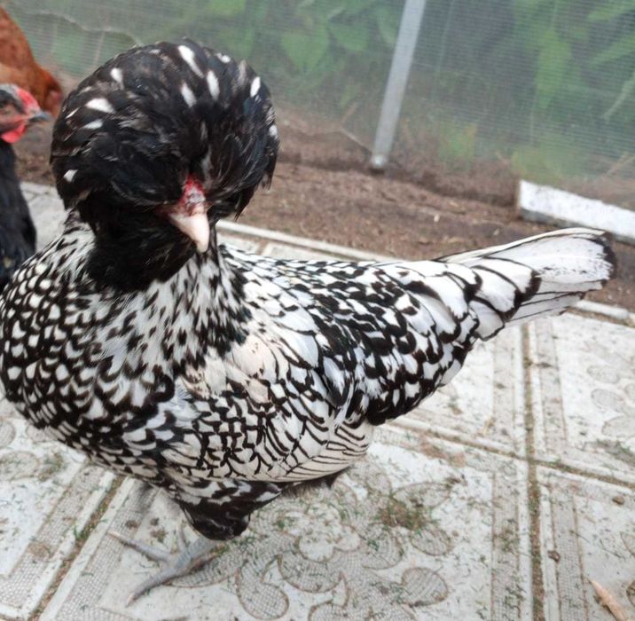 Инкубационное яйцо