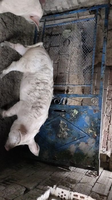 Продавам прасета ландра село трапоклово